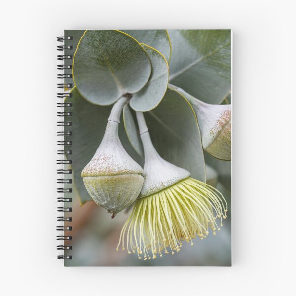 Item preview, Eucalyptus Rhodantha Bud & Flower designed and sold by SallyB.Photography.
