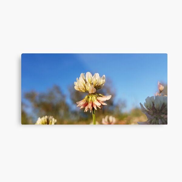 Clover Metal Print