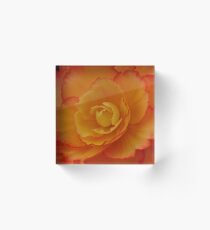 Begonia Festival 7 Acrylic Block