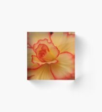 Begonia Festival 8 Acrylic Block