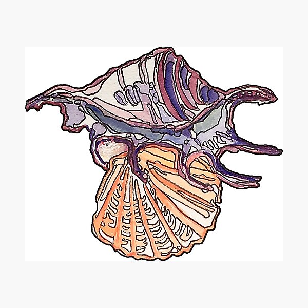 Shell Art Collection Photographic Print