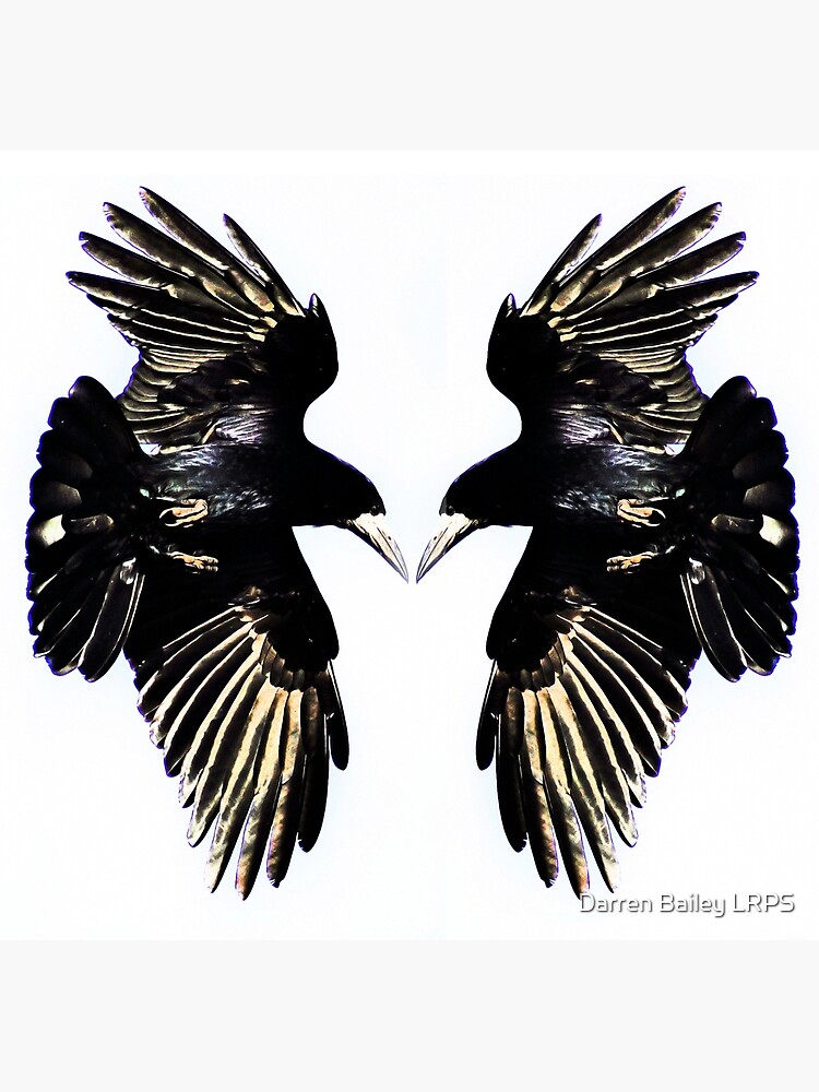 Thumbnail 7 of 7, Framed Art Print, Huginn and Muninn designed and sold by DBailey.
