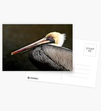 Brown Pelican Postcards