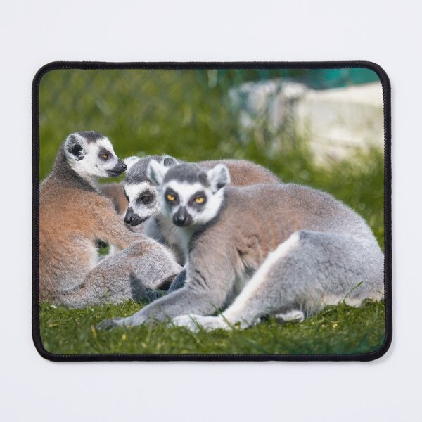 Item preview, ring-tailed lemurs among themselves designed and sold by OskiOnTour.