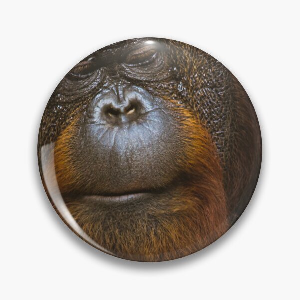 Artikelvorschau, Orang-Utan-Nahaufnahme entworfen und verkauft von kasthu.