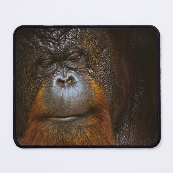 Item preview, Orangutan closeup designed and sold by kasthu.