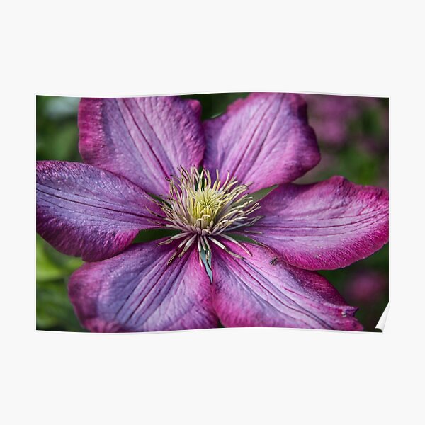 Pink Clematis - Macro Photography Poster