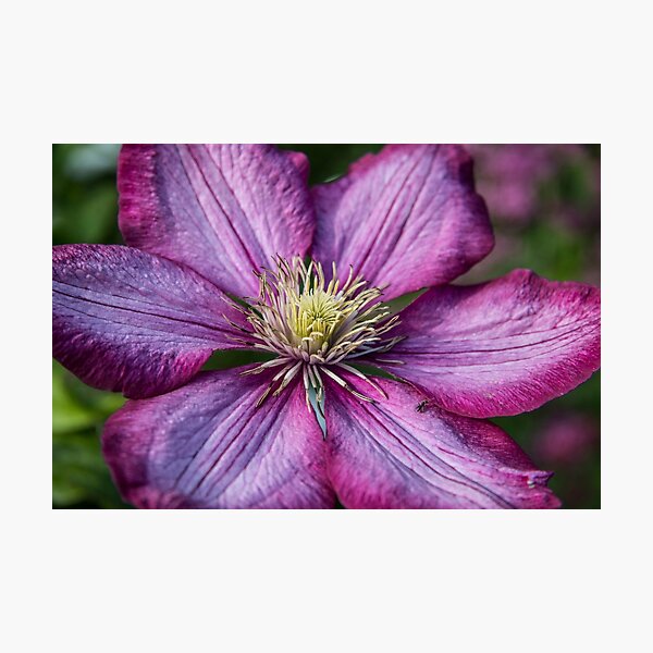Pink Clematis - Macro Photography Photographic Print