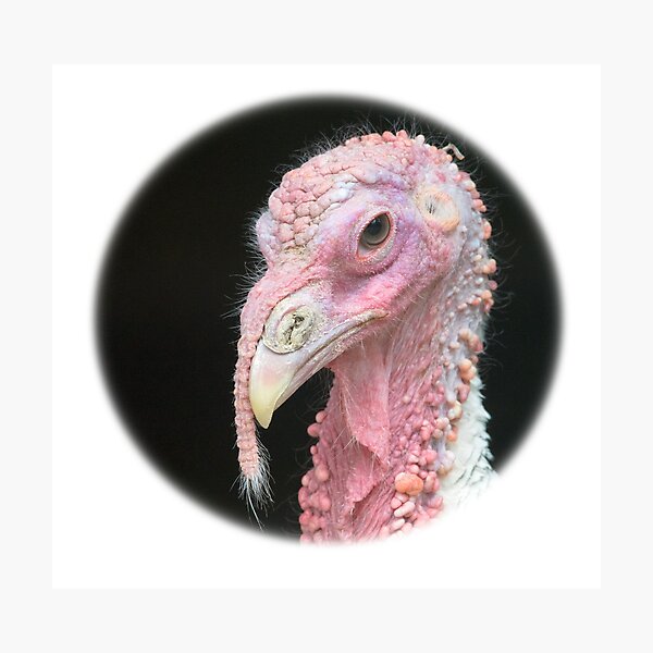 Item preview, Turkey / Pute designed and sold by Thomas F. Gehrke.