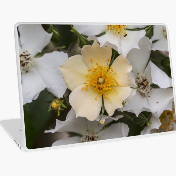 Item preview, White and Yellow Rose Bush designed and sold by Pixie Copley LRPS.