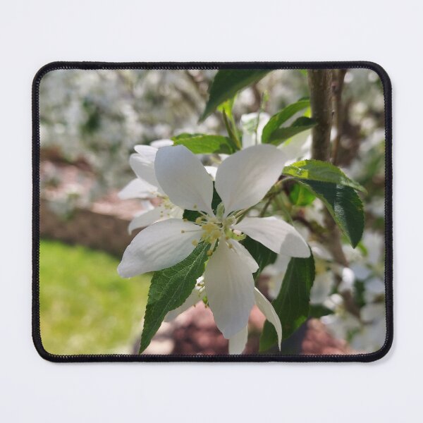 Item preview, Springtime Beauty designed and sold by jshagler.