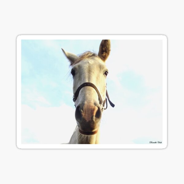 The horse can Stay Sticker