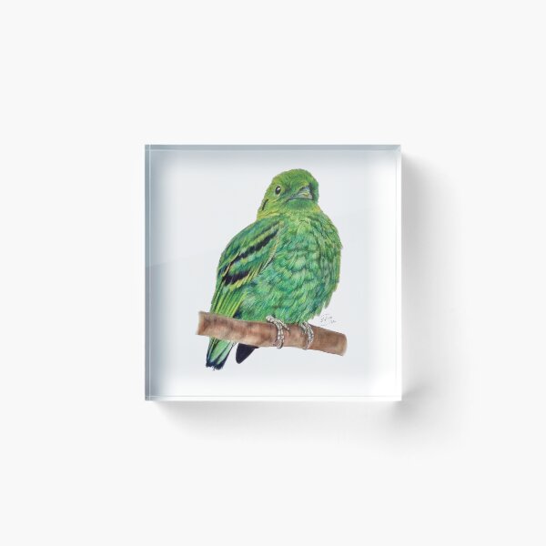 Item preview, Green Eurylaime - pastel version designed and sold by SylvieG18.