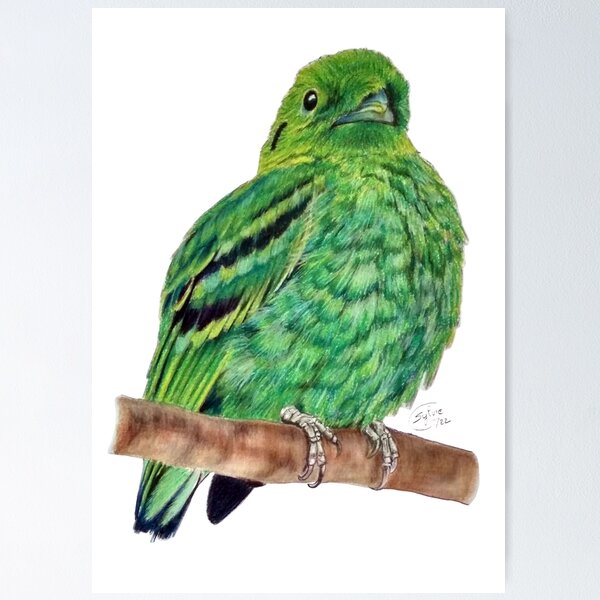 Item preview, Green Eurylaime - pastel version designed and sold by SylvieG18.