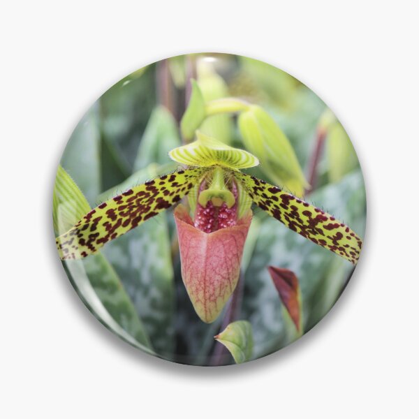 Artikelvorschau, Orchidee entworfen und verkauft von Jane Girardot.