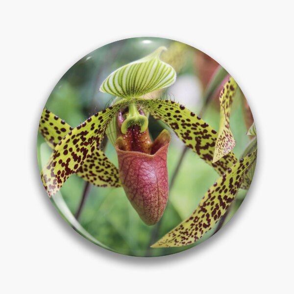 Artikelvorschau, Orchideen entworfen und verkauft von Jane Girardot.