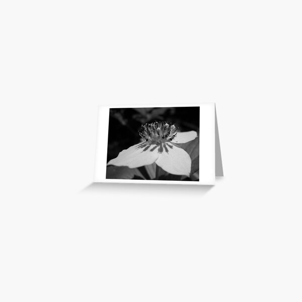 Canada Bunchberry Greeting Card