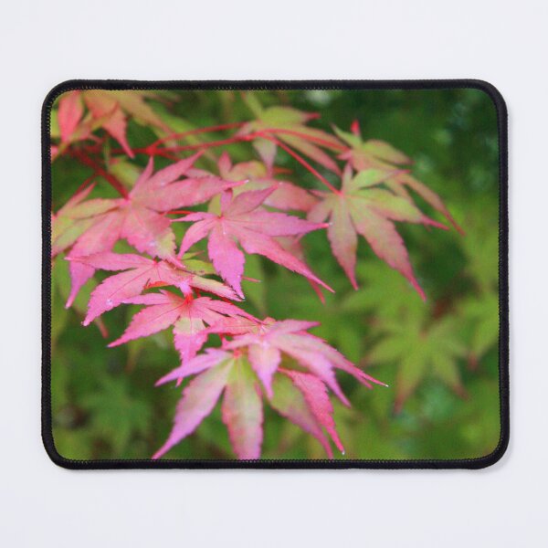Item preview, Senkaki designed and sold by coffeebean.