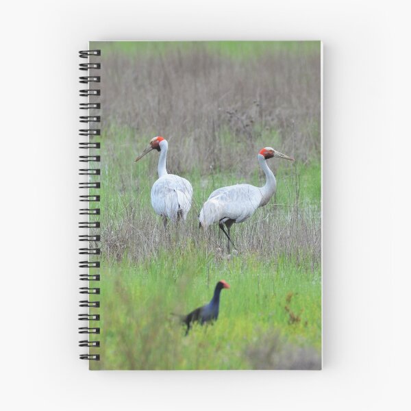Artikelvorschau, Brolgas und Freunde - Native Dog Swamp, NSW, Australien, entworfen und verkauft von Andrea Patford.