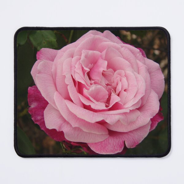 Item preview, Rose Flower Pink Two Tone designed and sold by Sarah  Rajkotwala.