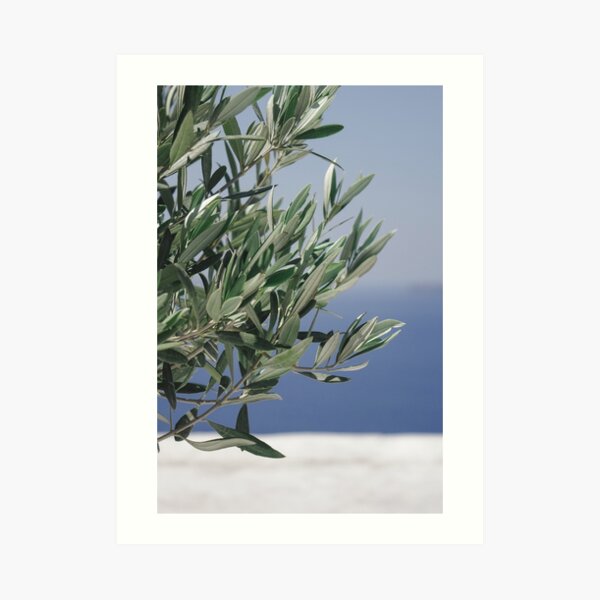 Olive Tree Art Print