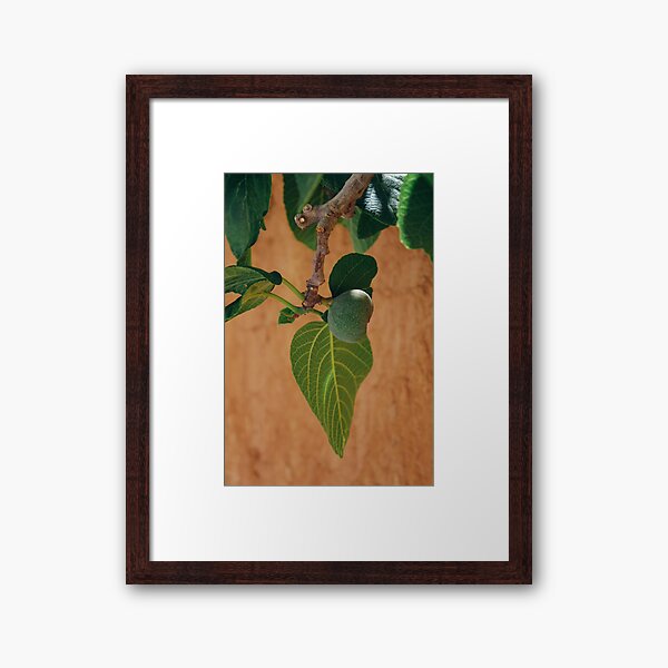 Fig Framed Art Print