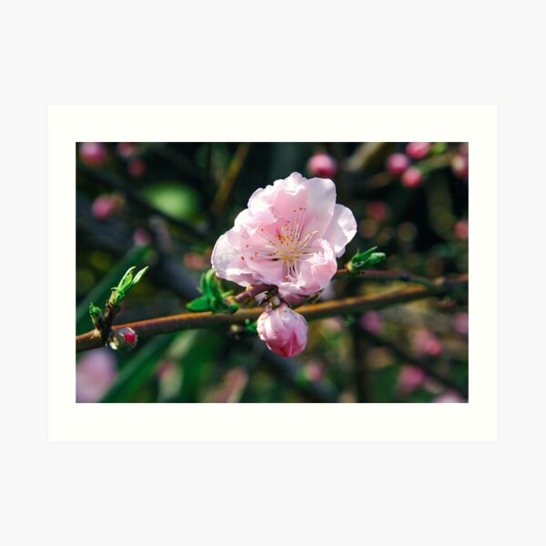 Sakura Art Print