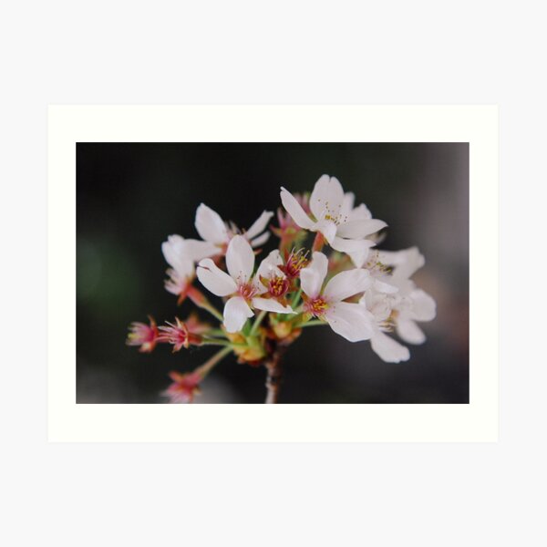 Ephemeral Art Print