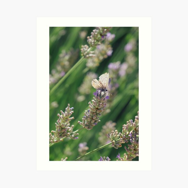 Butterfly Art Print