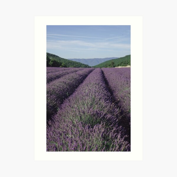 Lavender Art Print