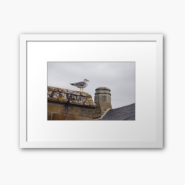 Seagull Framed Art Print