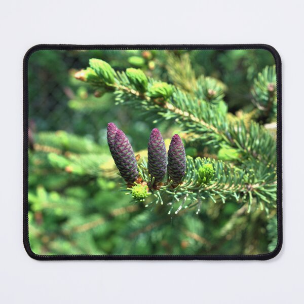 Item preview, Purple Pinecones Pictures of Nature designed and sold by DeannesStore.