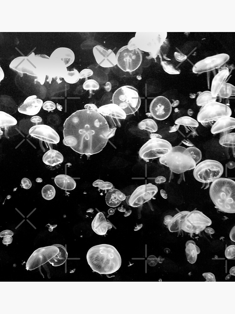 "Black and White Jellyfish" Poster for Sale by BeetleAndFern Redbubble