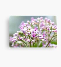 Flowers Canvas Print