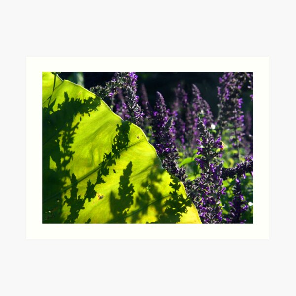 The Curtain Art Print
