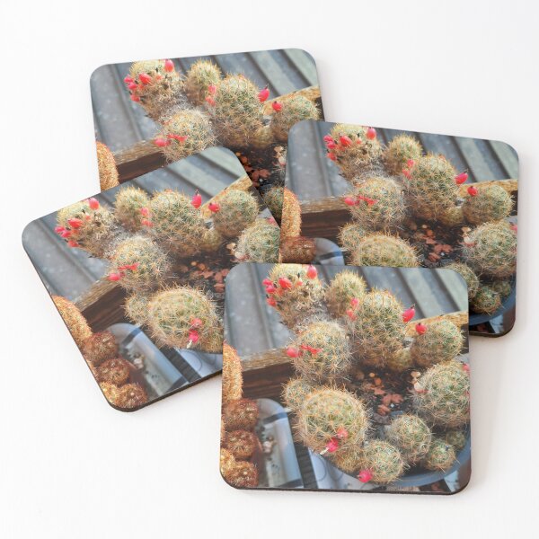 Item preview, blooming cactus.. designed and sold by barbich.