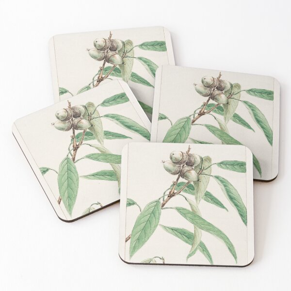Item preview, Traditional Japanese oak, Kashi - Antique Botanical Illustration designed and sold by FrostMintStudio.