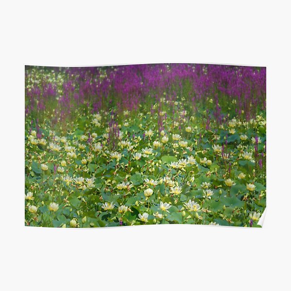 Great Lotus Meadow Poster