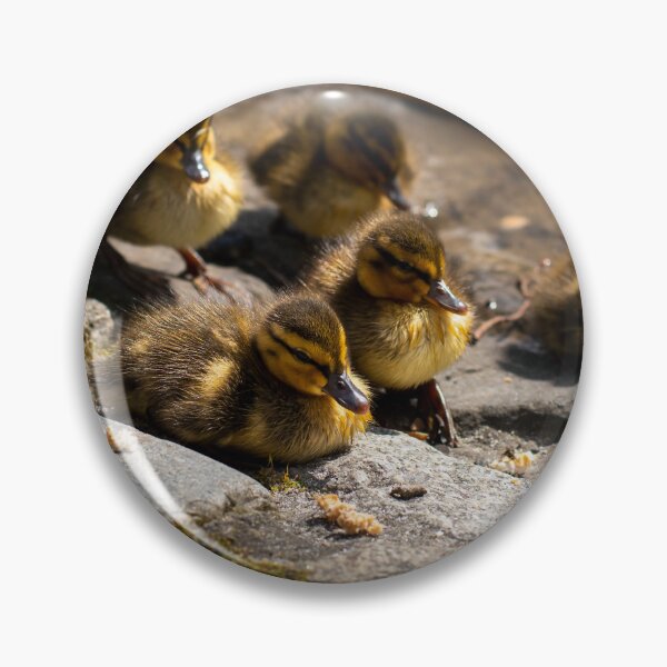 Item preview, Ducklings At Leazes Park Lake designed and sold by axp7884.