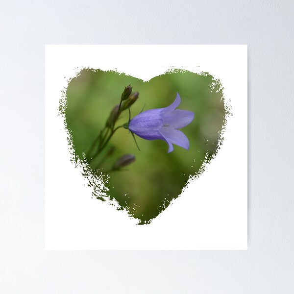 Item preview, American Harebell designed and sold by Whisperingpeaks.
