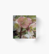 White and Pink Helleborus Flowers Acrylic Block