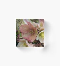 Cluster of Helleborus Flowers Acrylic Block