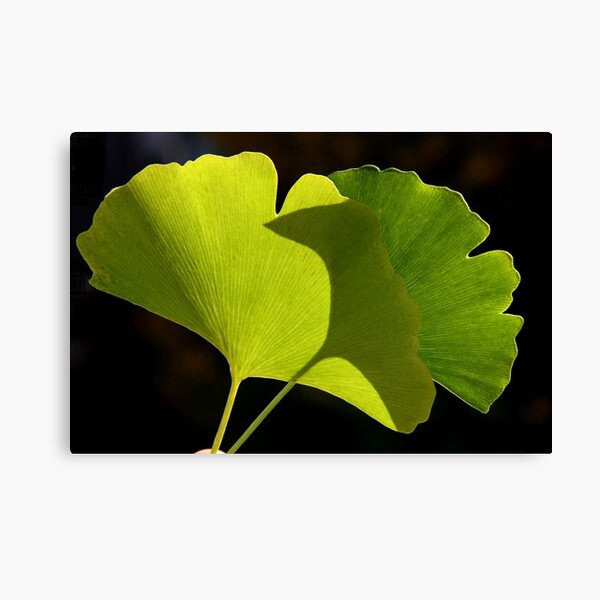 green pair Canvas Print