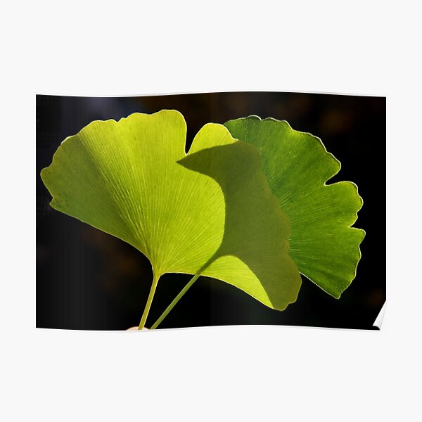 green pair Poster