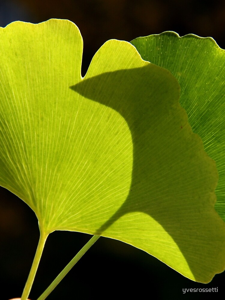 green pair by yvesrossetti