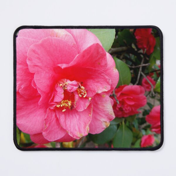 Item preview, Blooming Deep Pink Camellias - Pretty Flowers - Photography by BranaghBel designed and sold by Branislava Tir .