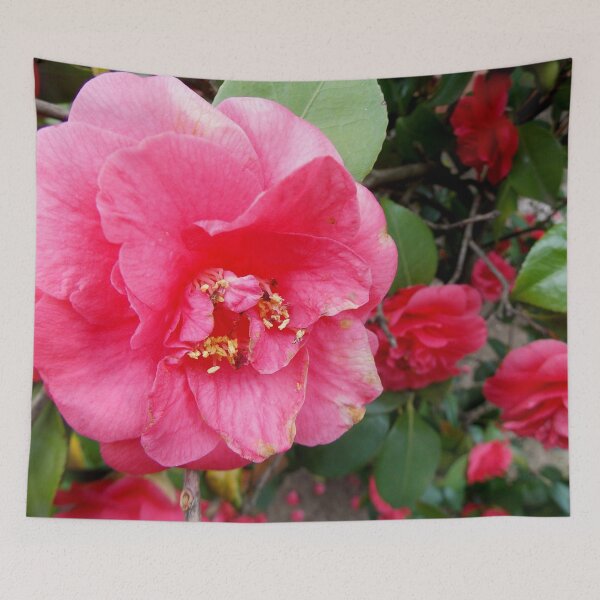 Item preview,   Blooming Deep Pink Camellias - Pretty Flowers - Photography by BranaghBel designed and sold by branaghbel.