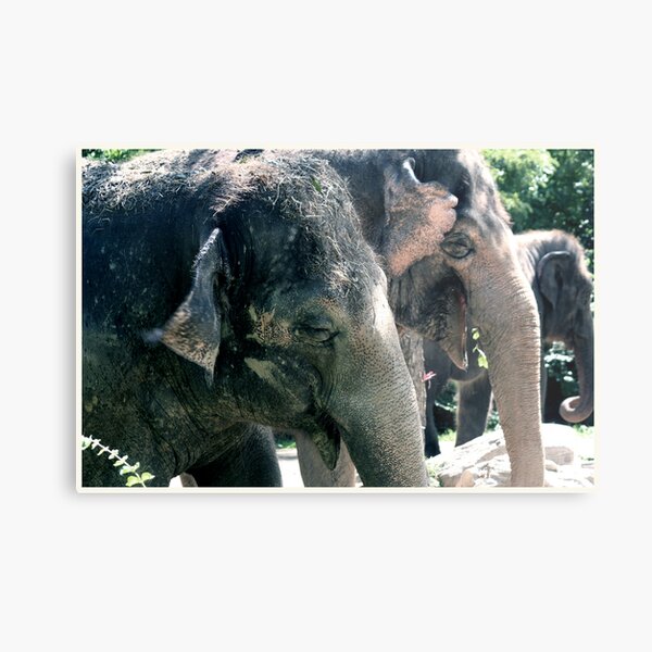 Laughter Metal Print