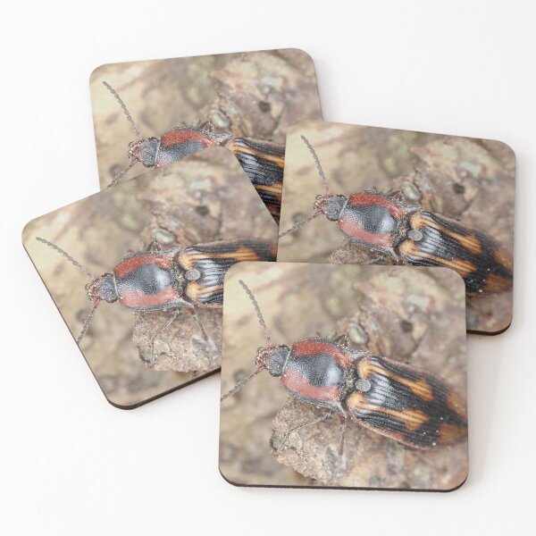 Item preview, Click beetle identified as Selatosomus festivus designed and sold by SDym Photography.