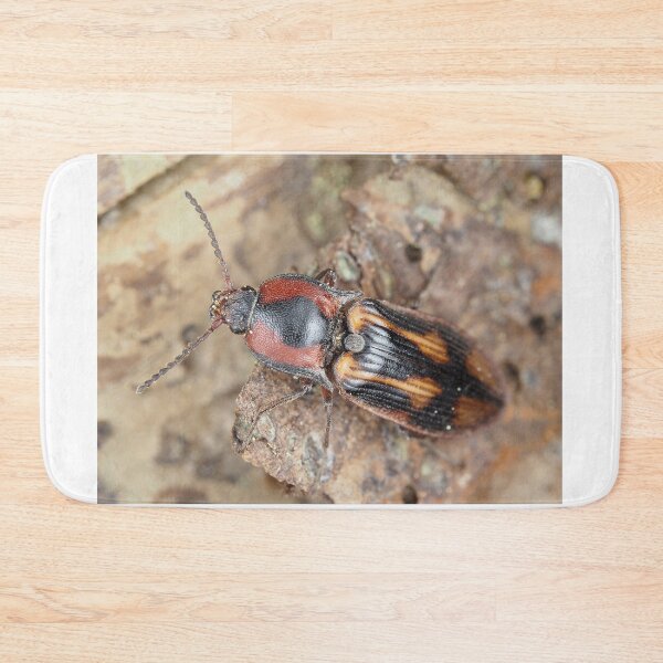 Item preview, Click beetle identified as Selatosomus festivus designed and sold by SDym Photography.